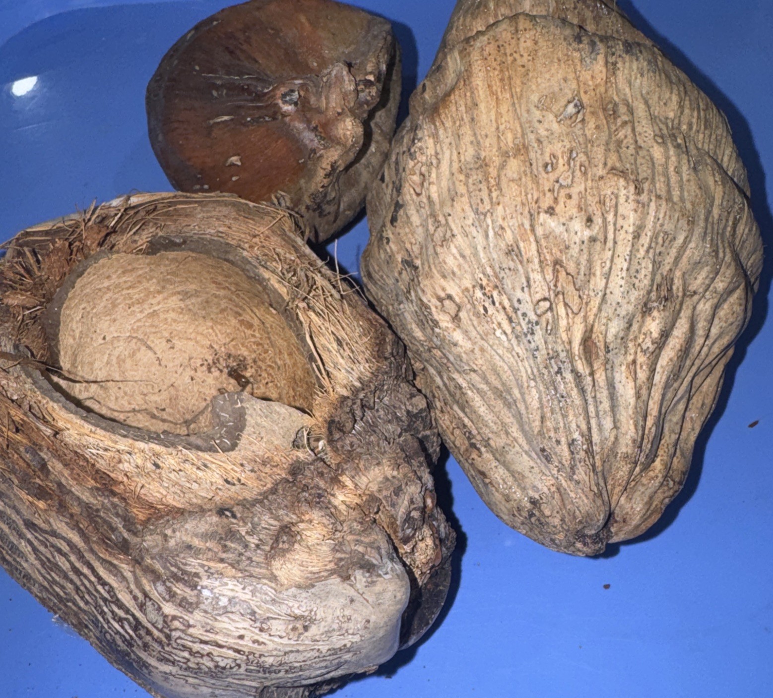 Lot Of 3 Large Coconut Jamaica Beach Whole Husk & Shell 7-9” organic texture