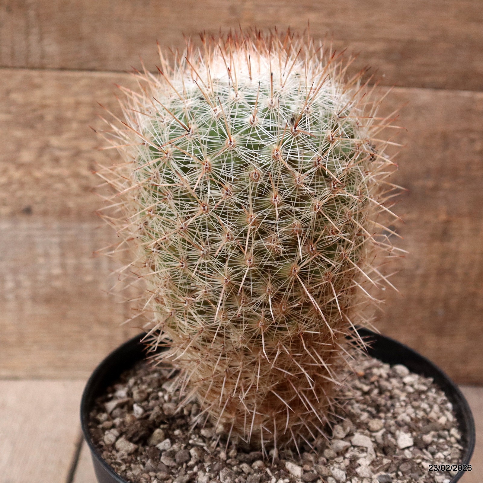 D7894 THELOCACTUS MACDOWELLII pot18-H19-W11 cm MaMa Cactus