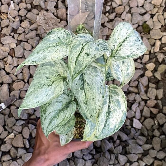 scindapsus peasun, Rare Variegated, Real Picture, Aroid Houseplant