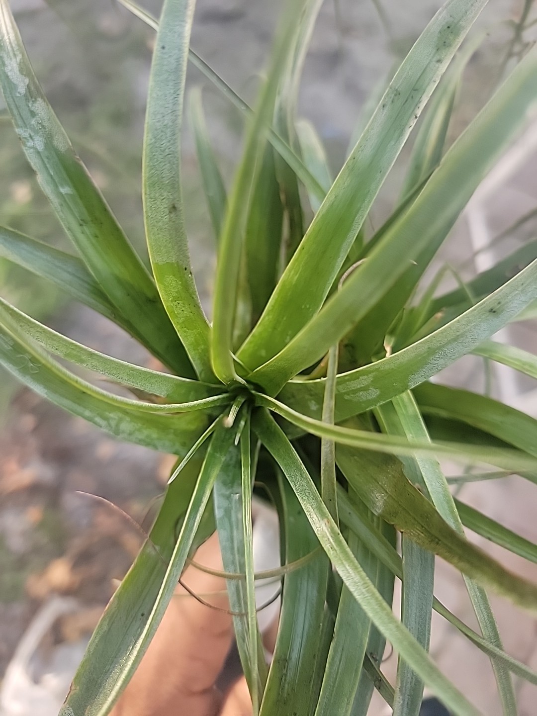 Tillandsia gardneri Homemade garden decor outdoor indoor air plants hangable