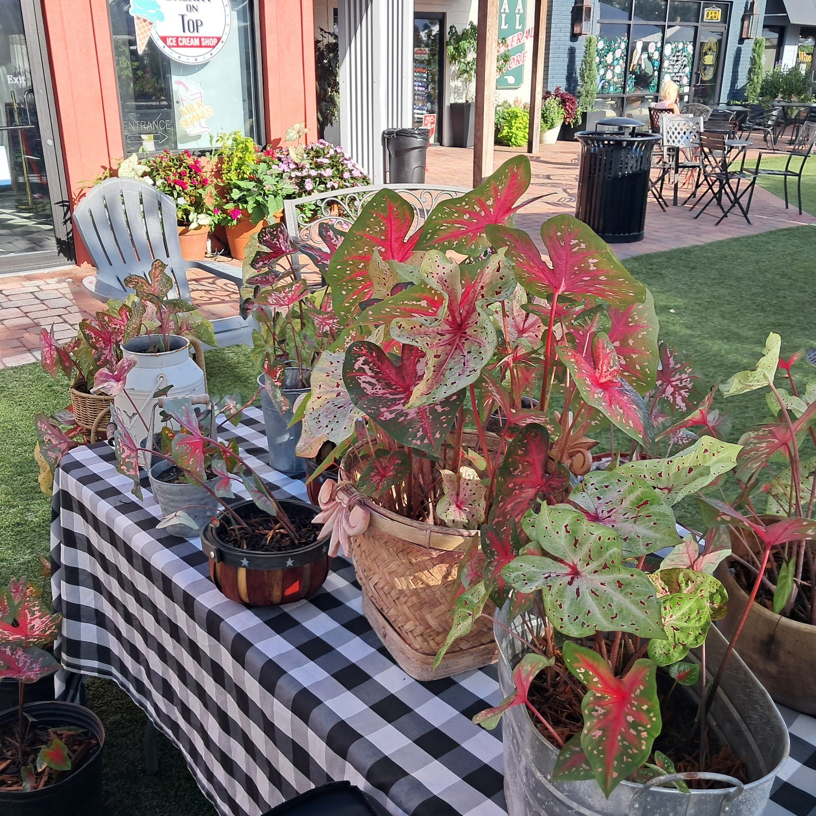 1 Bulb Spicy Lizard caladium from Florida Plantation