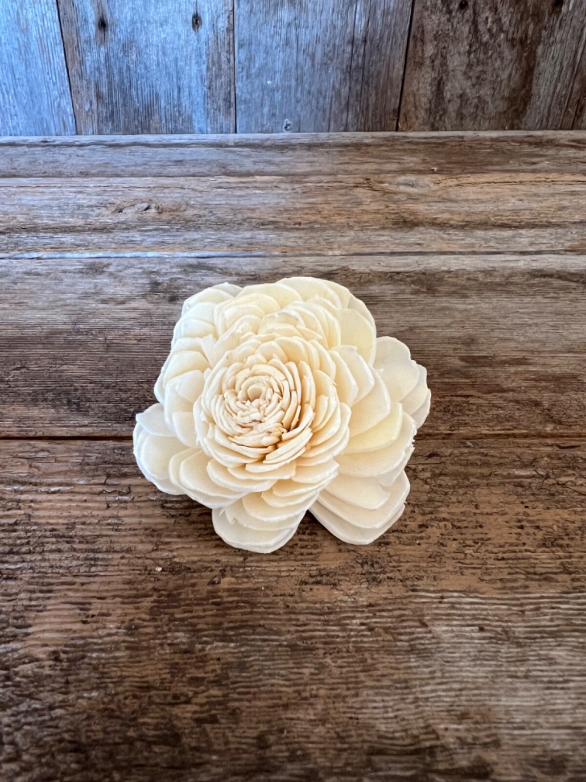 Ivory Belly Sola Wood Flowers – Set of 100 – Craft Flowers