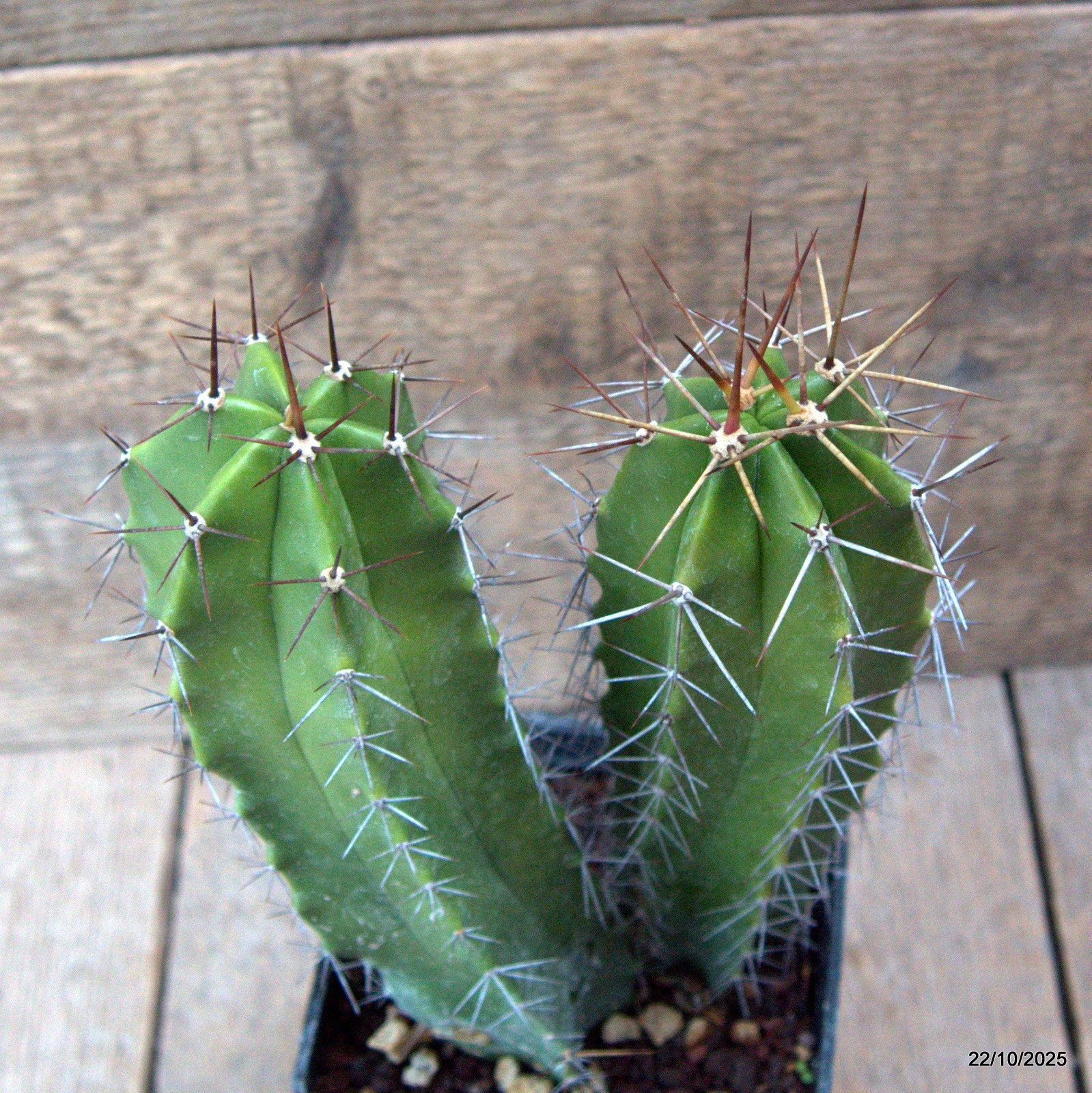 D7096 POLASKIA CHENDE pot10-H20-W13 cm MaMa Cactus