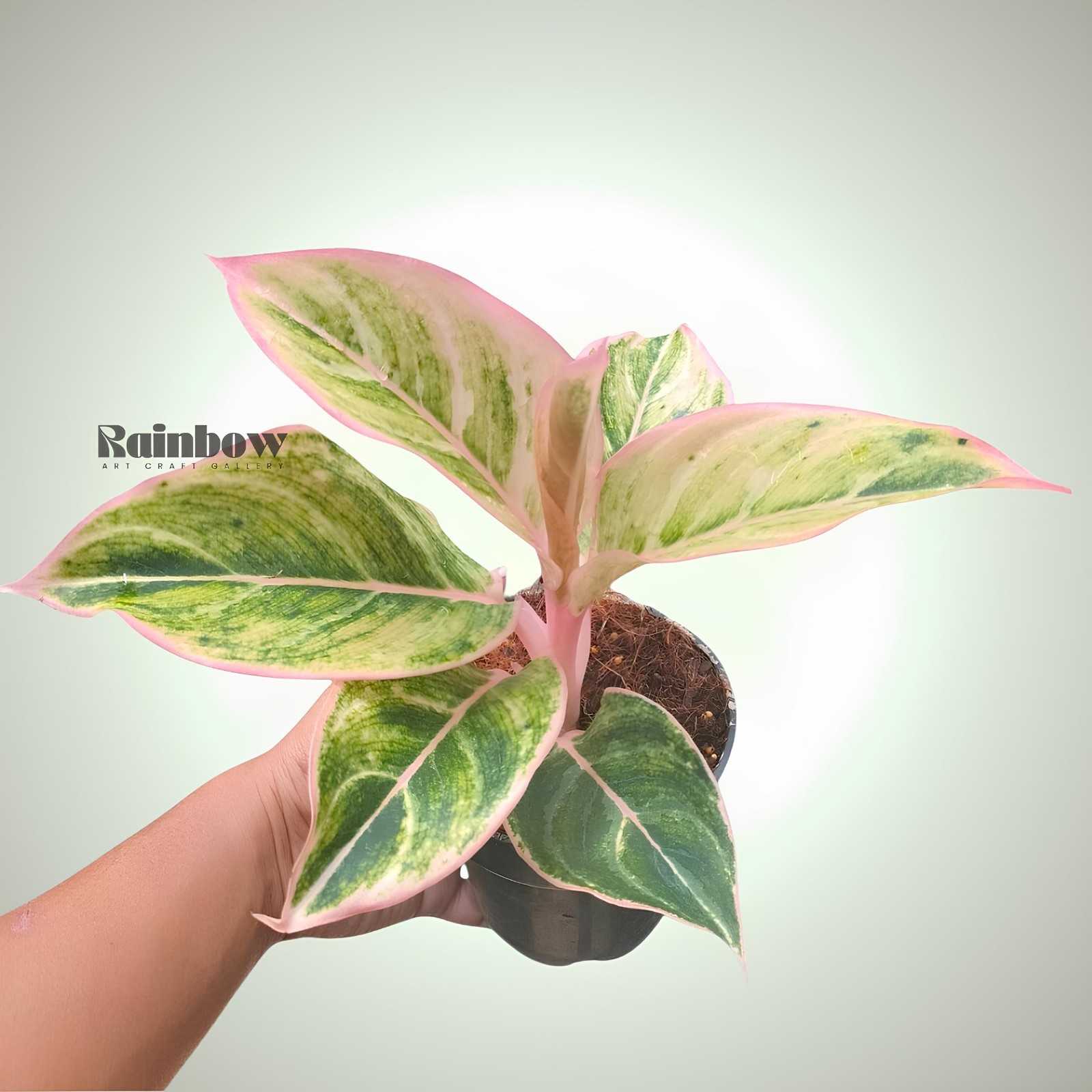 Aglaonema Dejavu Beatiful Ornamental Plant