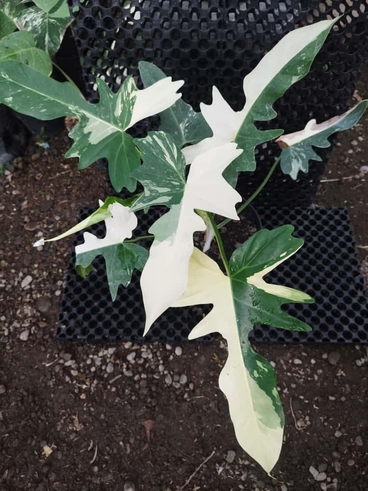 Real Picture Philodendron Golden Dragon Variegated Big Size