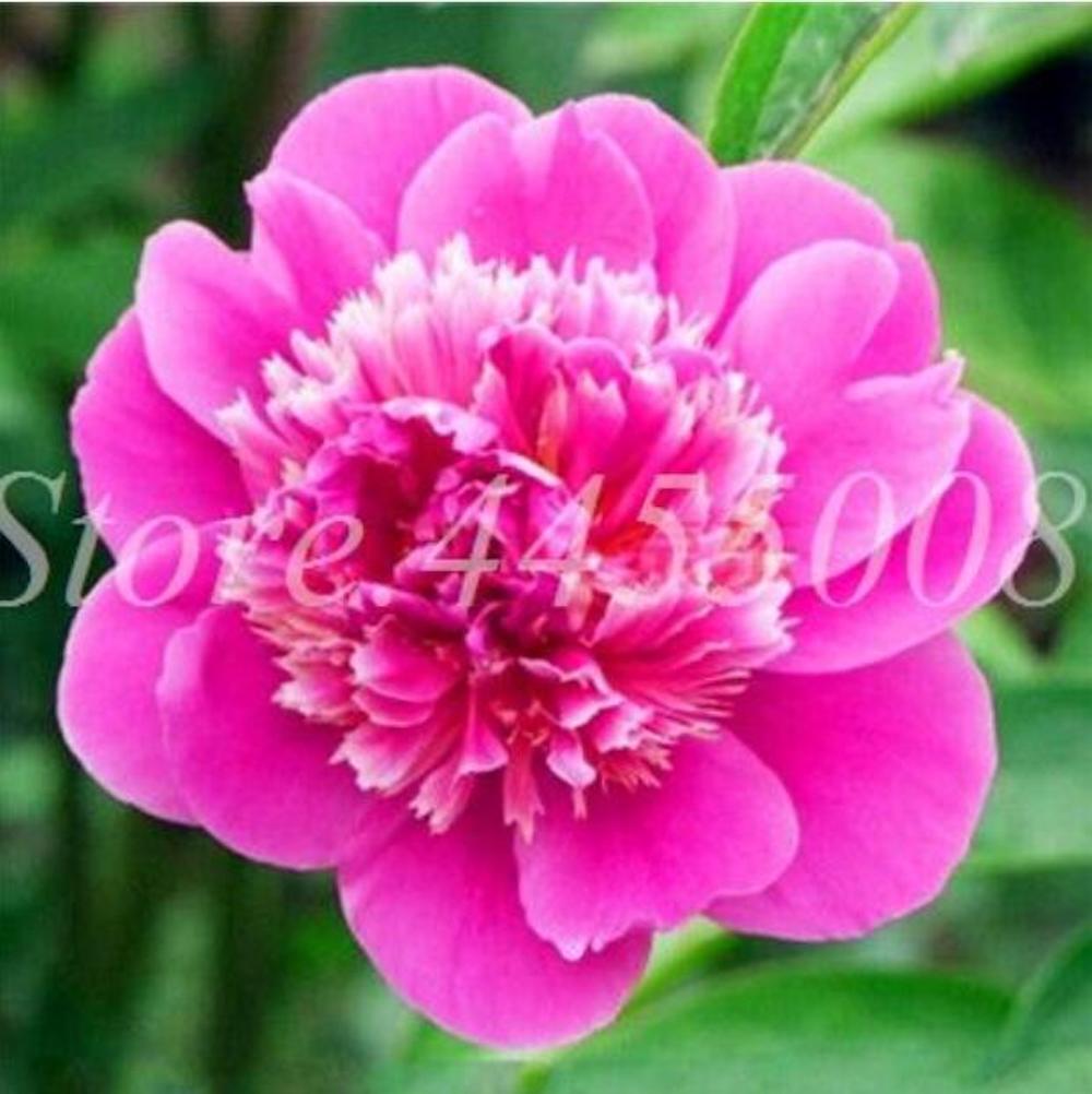 (10) PEONIES SEEDS rare exotic flower bloom home garden USA SELLER W/TRACKING