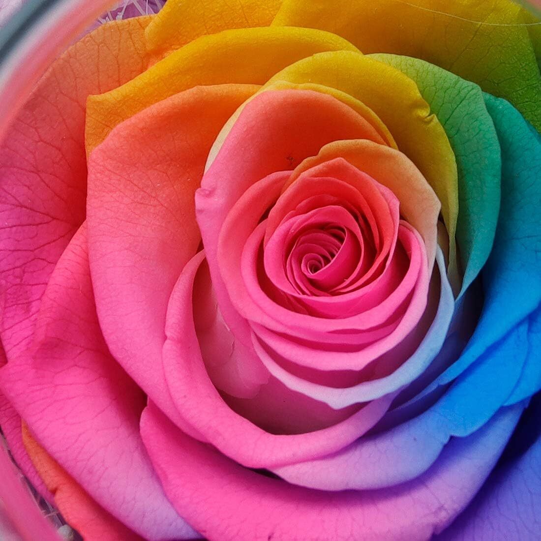 Preserved Real Roses with Colorful Mood Light Wishing Bottle,Eternal