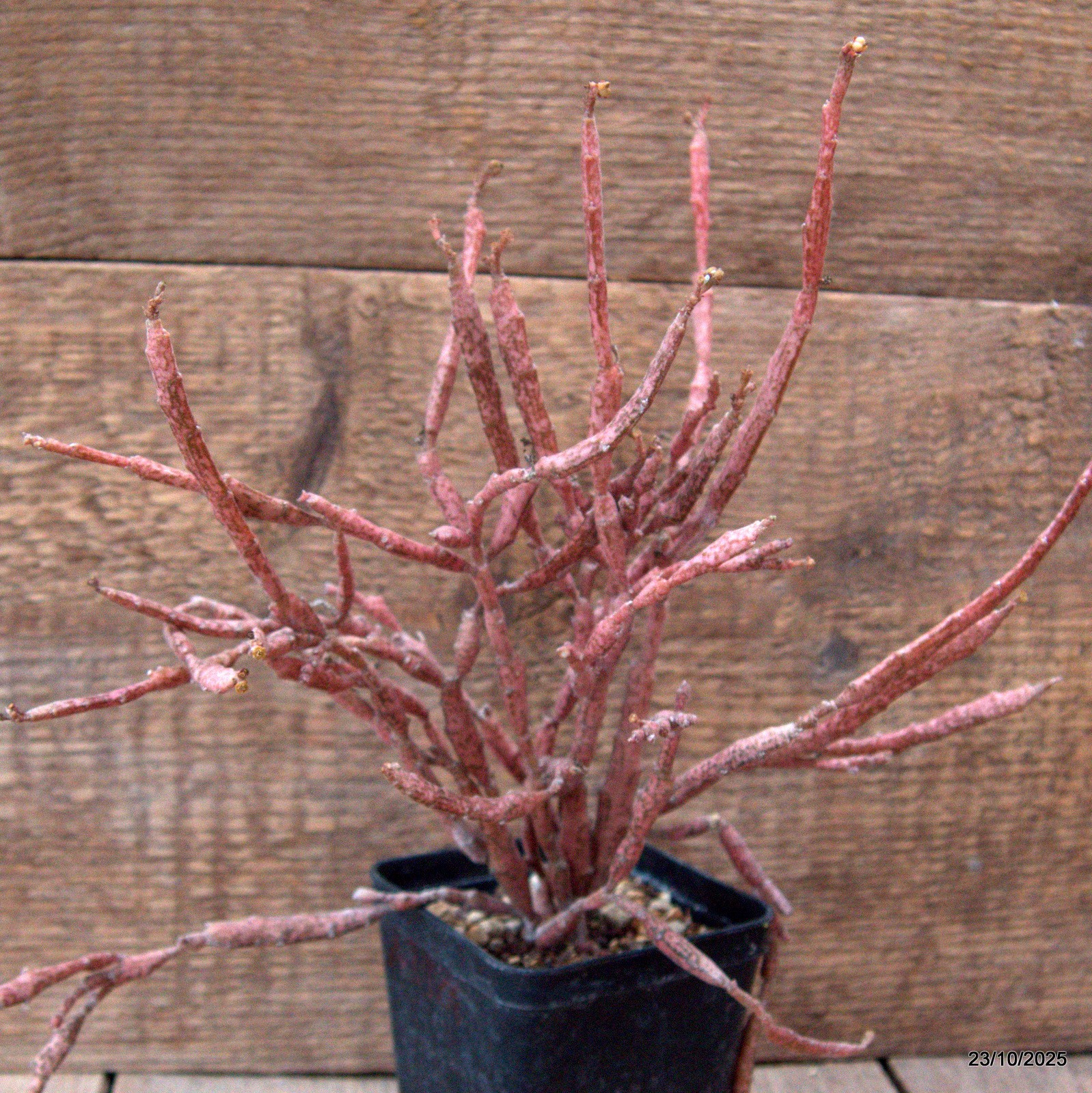 D7119 EUPHORBIA PLATYCLADA pot8-H25-W24 cm MaMa Cactus