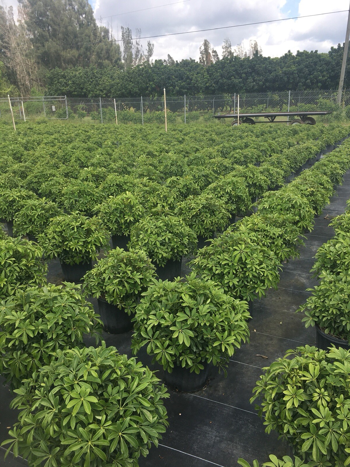 Live Hawaiian 10″Schefflera/Arboricola Bush In An 10” Growers Pot @ 28/30” Tall.