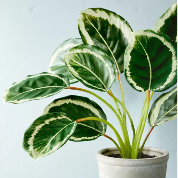 HEARTH & HAND WITH MAGNOLIA Faux Calathea Plant in Ceramic Pot, 14 in x 16 in