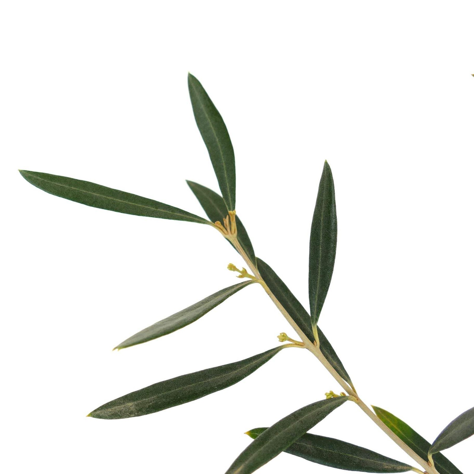 Olea europea cv DIAMANTE BIANCO (white diamond) white olives – White Diamond Oli
