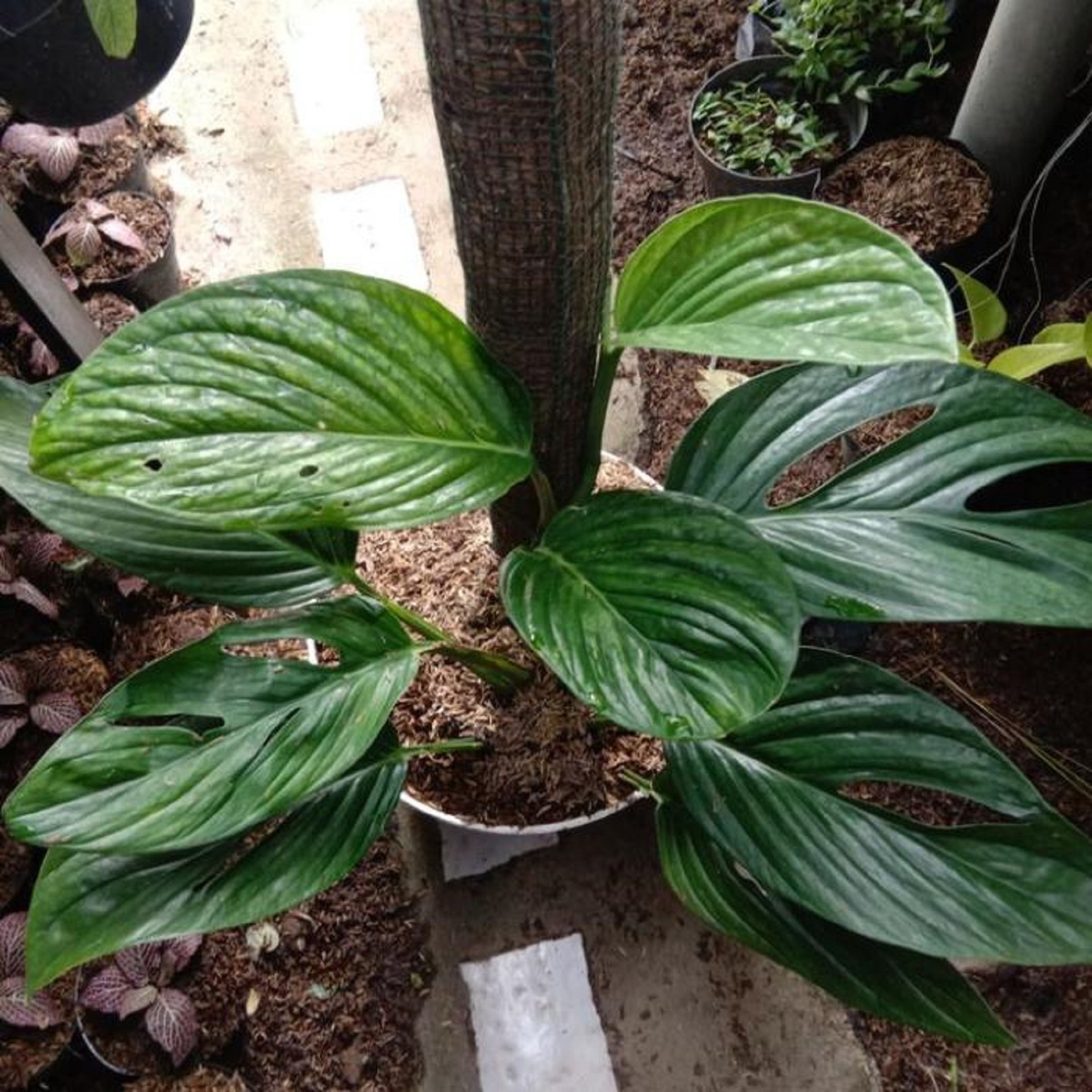Monstera Pinnatipartita Rare Tropical Climbing Aroid Split Leaf Monstera