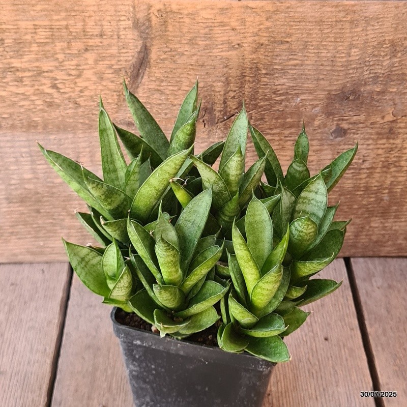 D5584 SANSEVERIA PAGODA TOWER pot10-H15-W20 cm MaMa Cactus