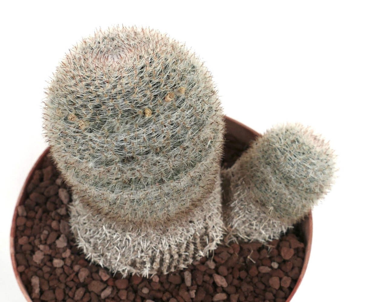 Mammillaria albilanata TWO HEADS 1001 – White woolly nipple cactus | Snowball ca