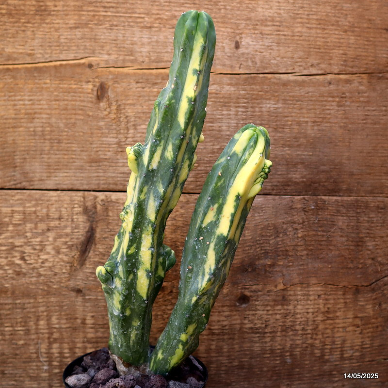 D4122 MYRTILLOCACTUS GEOMETRIZANS VARIEGATED pot12-H31-W11 cm MaMa Cactus