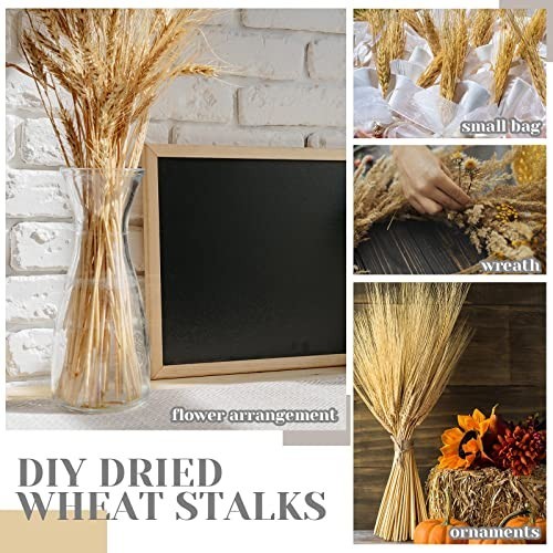 600 Stems Dried Wheat Stalks Bundle – Natural Wheat Grass for DIY Decor, Centerp