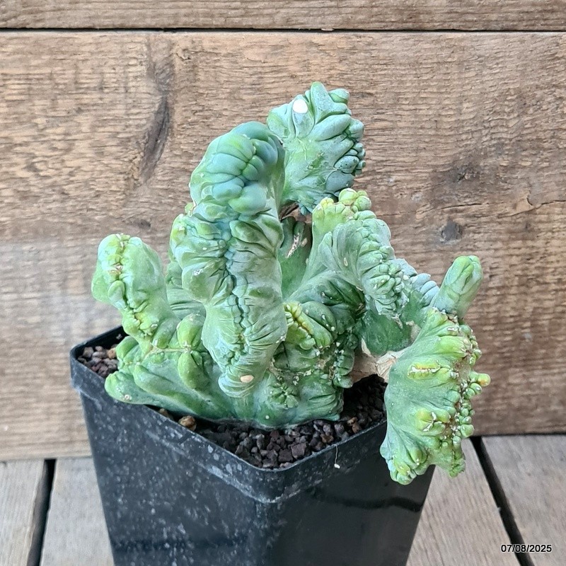D5759 MYRTILLOCACTUS GEOMETRIZANS CRESTED pot12-H15-W18 cm MaMa Cactus