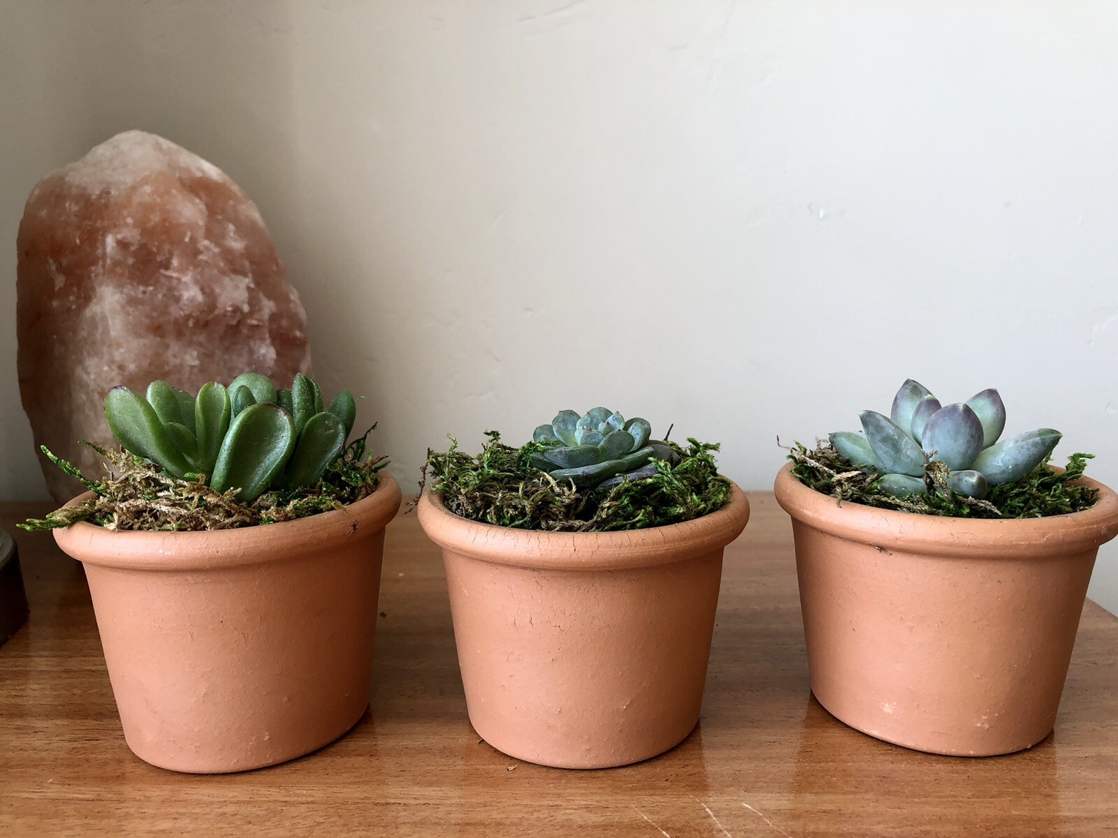 Three Live Potted Succulent Arrangement in Terracotta Planters