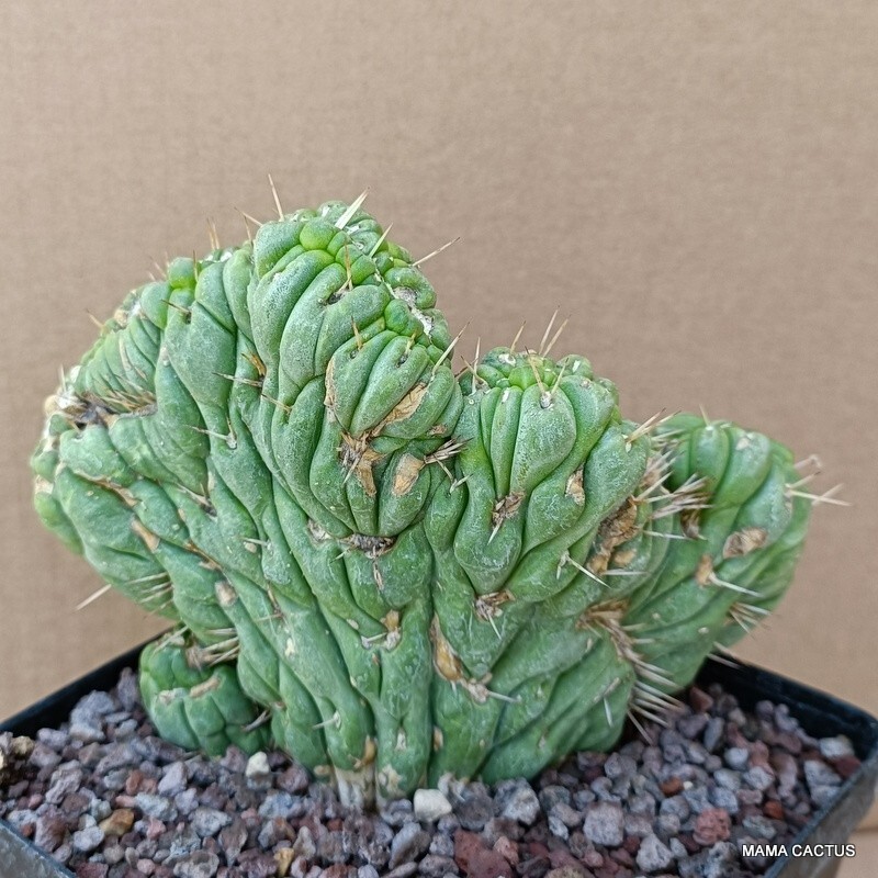 A6948 EULYCHNIA CASTANEA CRESTED pot12-H12-W15 cm MaMa Cactus