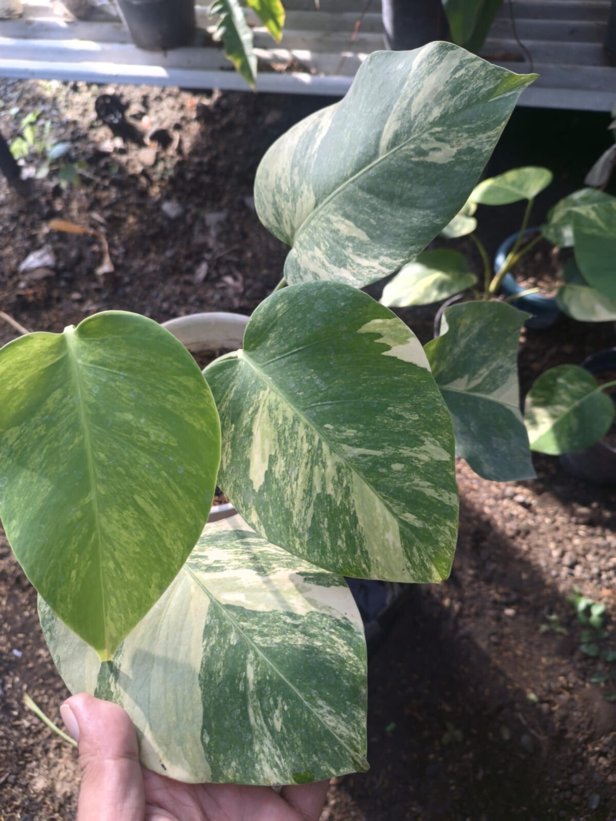 Real Pick Monstera Marmorata Variegated Beautiful Leaves