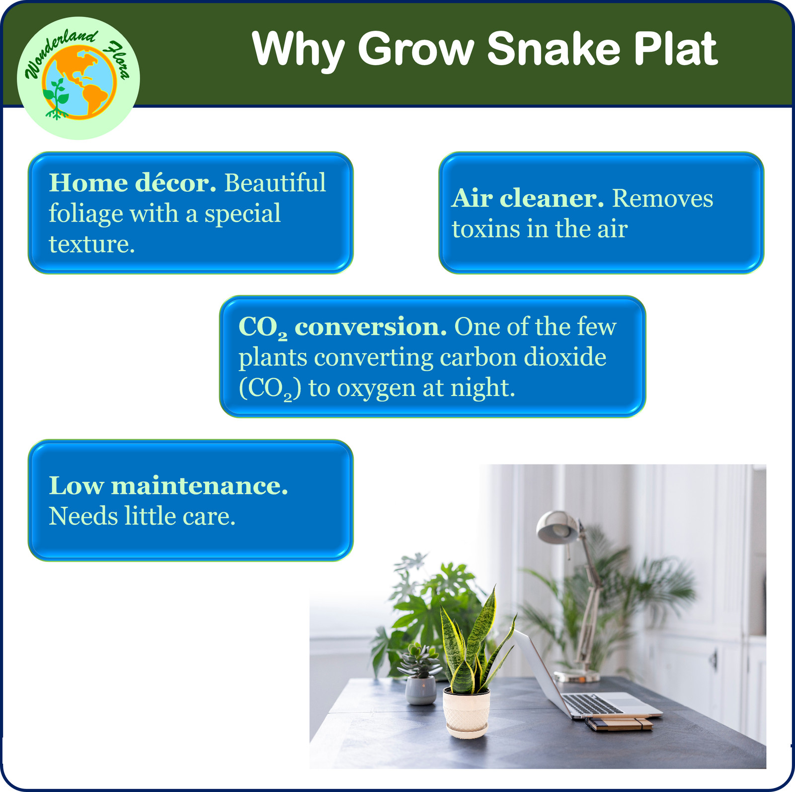 Snake Plant, Variety of Laurentii, Air Purifier, Low Maintenance, 4″ Décor Pot