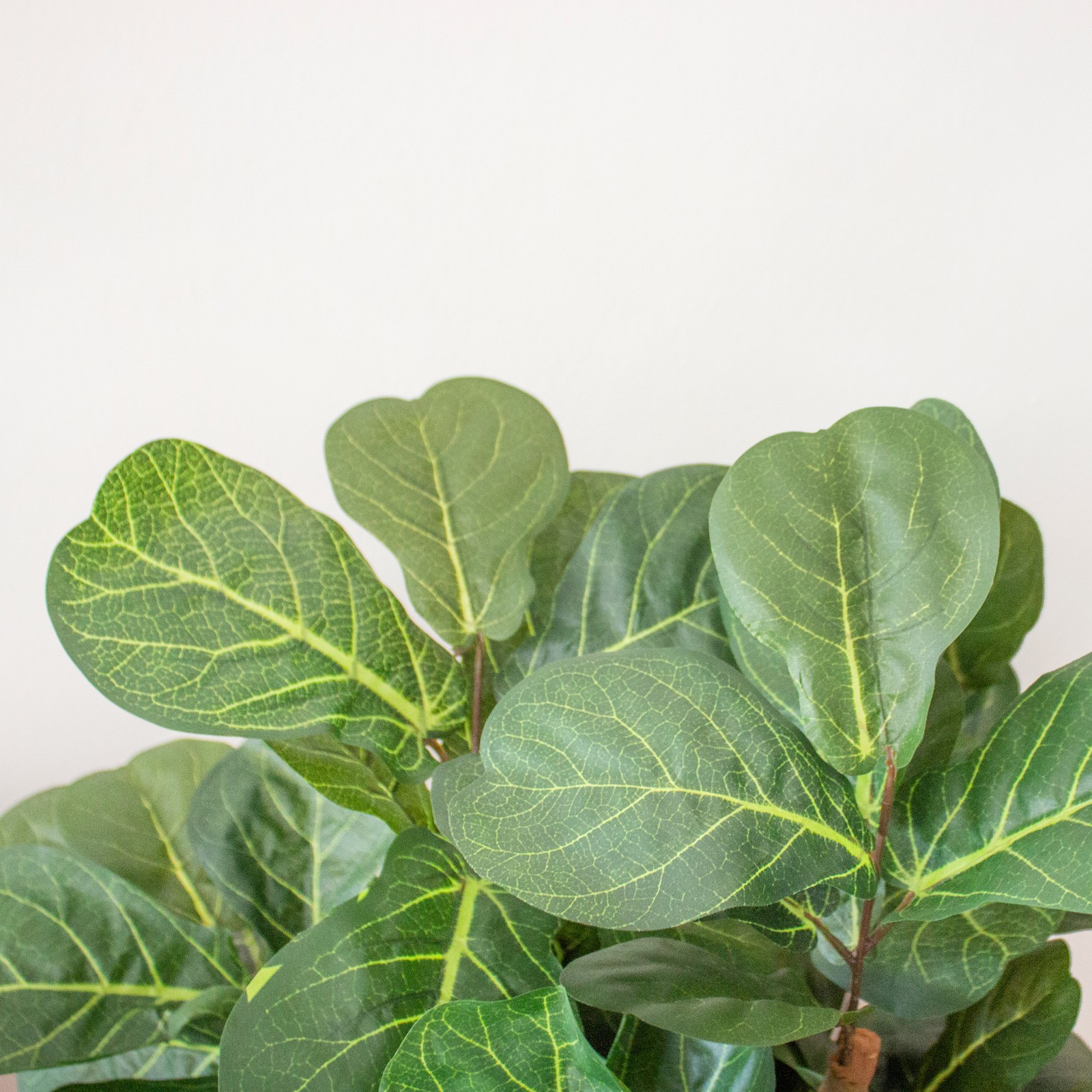 Nearly Natural 72″ Fiddle Leaf Fig Tree with Several Trunks in Green/Black
