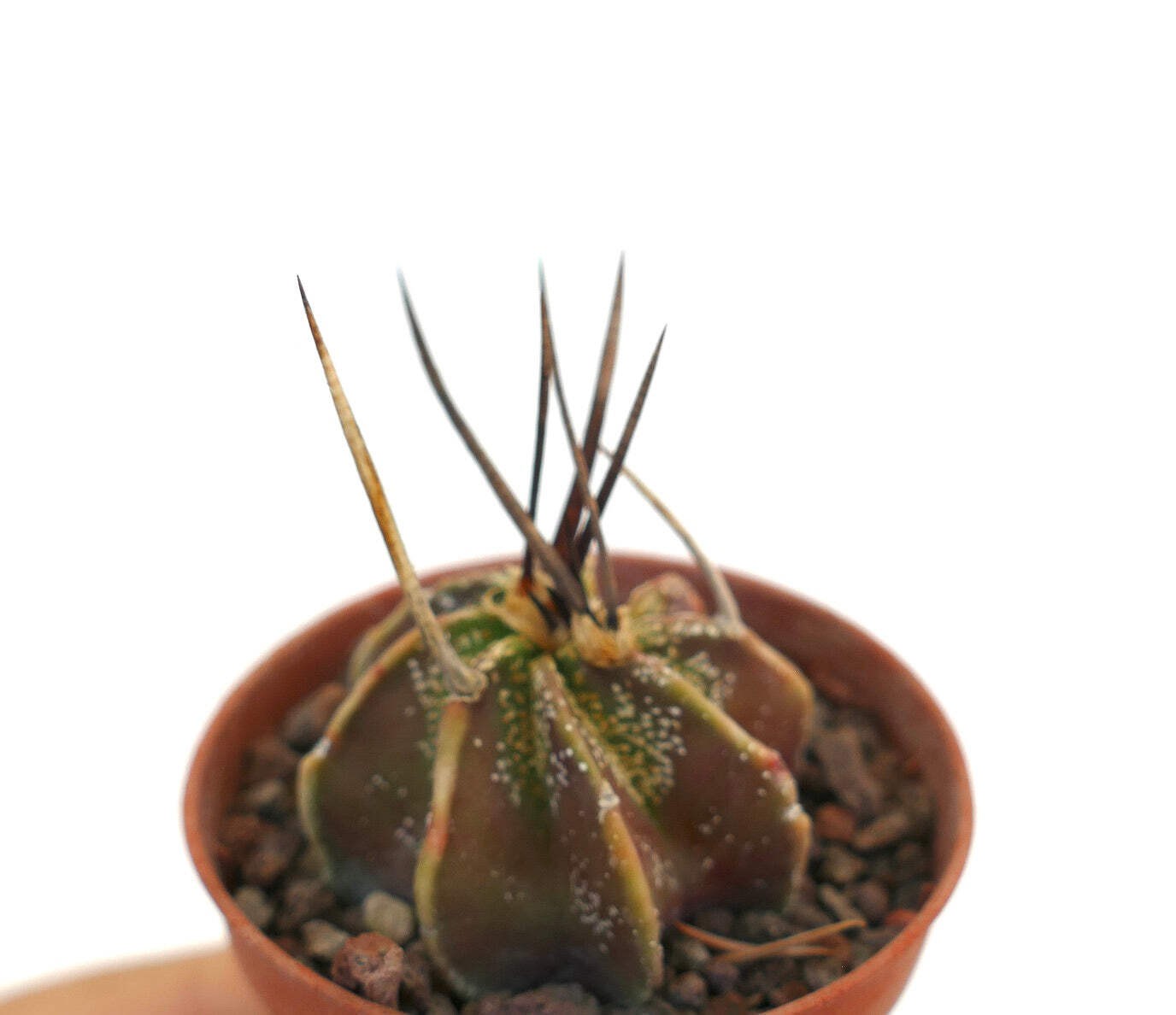 Astrophytum capricorne THAYO x BUFFALO – Goat’s horn cactus | Capricorn cactus