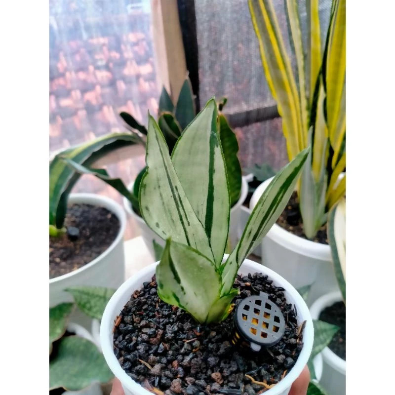 Sansvieria Moonshine Brazillian Rare Unique Snake Exotic Plant PL056