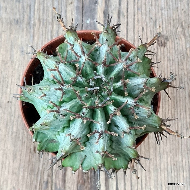 D5795 EUPHORBIA HORRIDA SNOWFLAKE pot8,5-H9-W9 cm MaMa Cactus