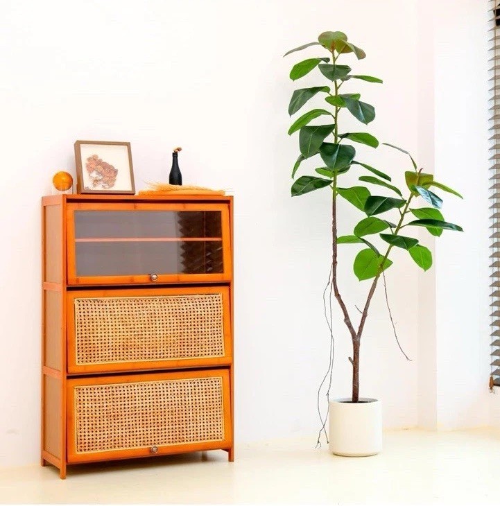 Ficus Tree Floor plant