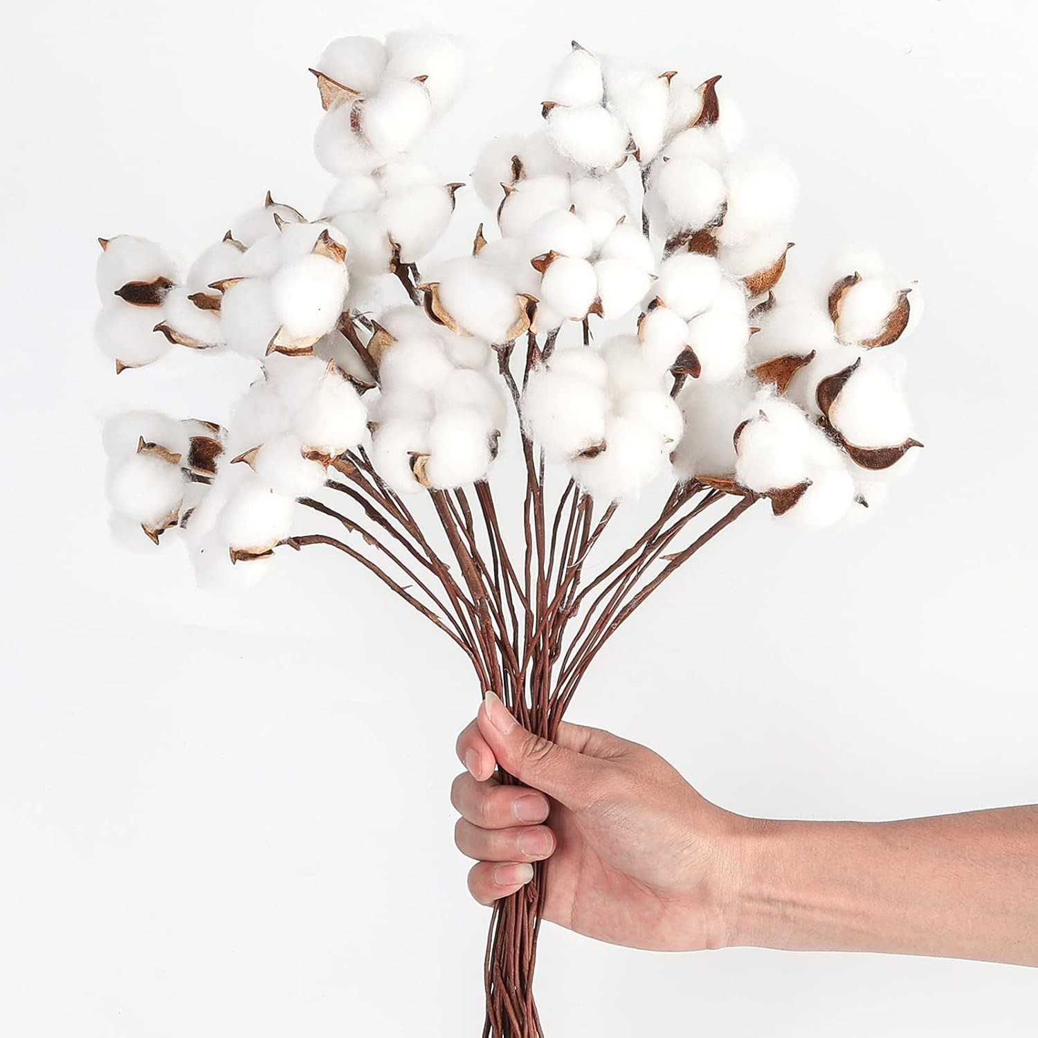 “DomeStar 30PCS Natural Dried Cotton Stems 15″” Tall, Rustic Cotton Sprigs for V