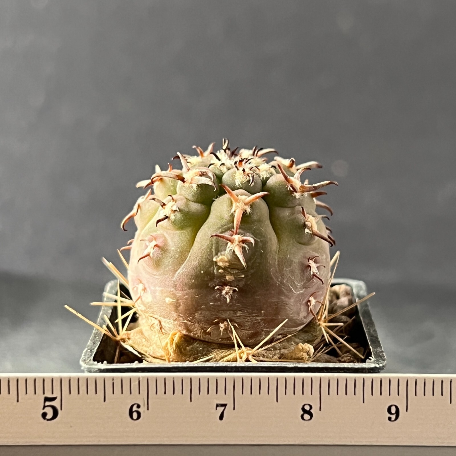 A7-291. Gymnocalycium unguispinum SL-44b (Grafted)