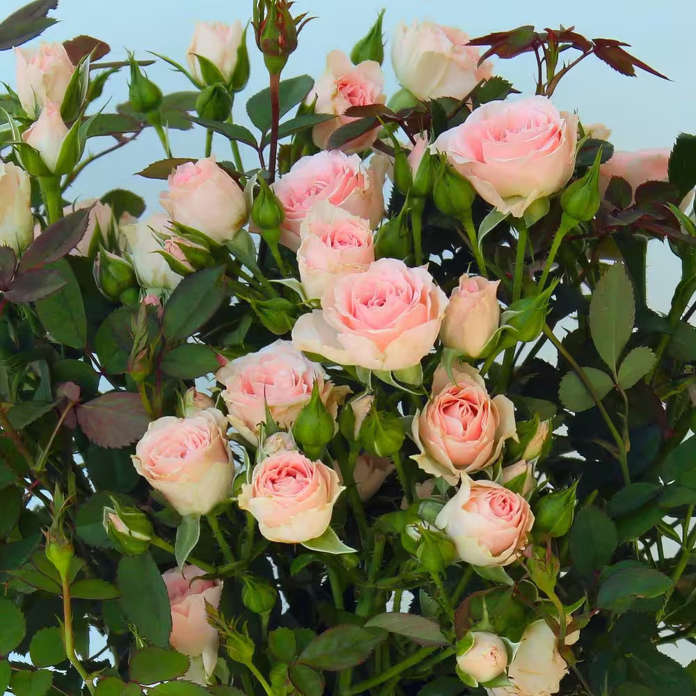 4 In. Cupcake Mini Rose with Pink Flowers (16-Pack)