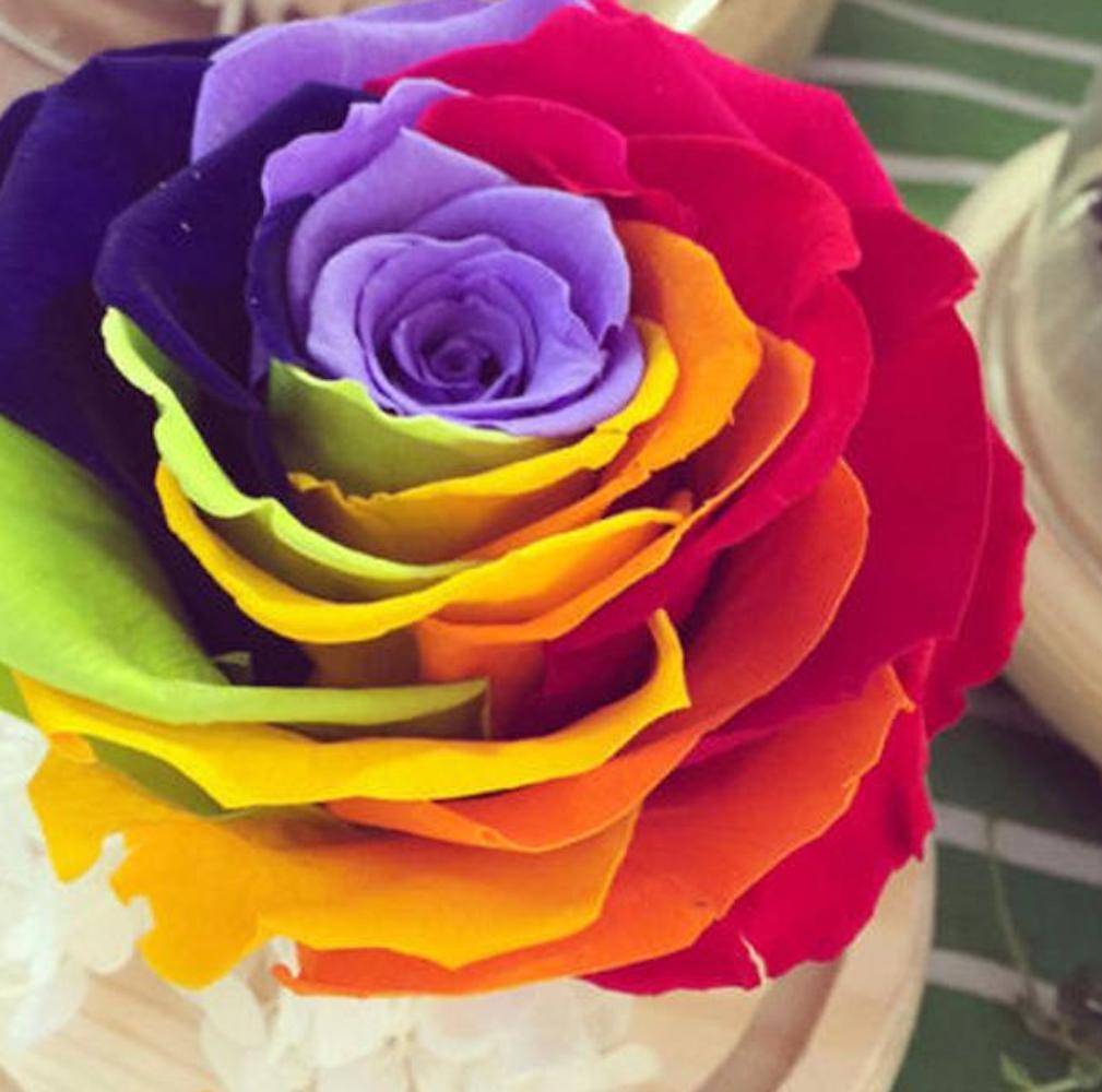 10 RARE RAINBOW ROSE SEEDS perennial hybrid tea flower garden USA SELLER W/TRACK