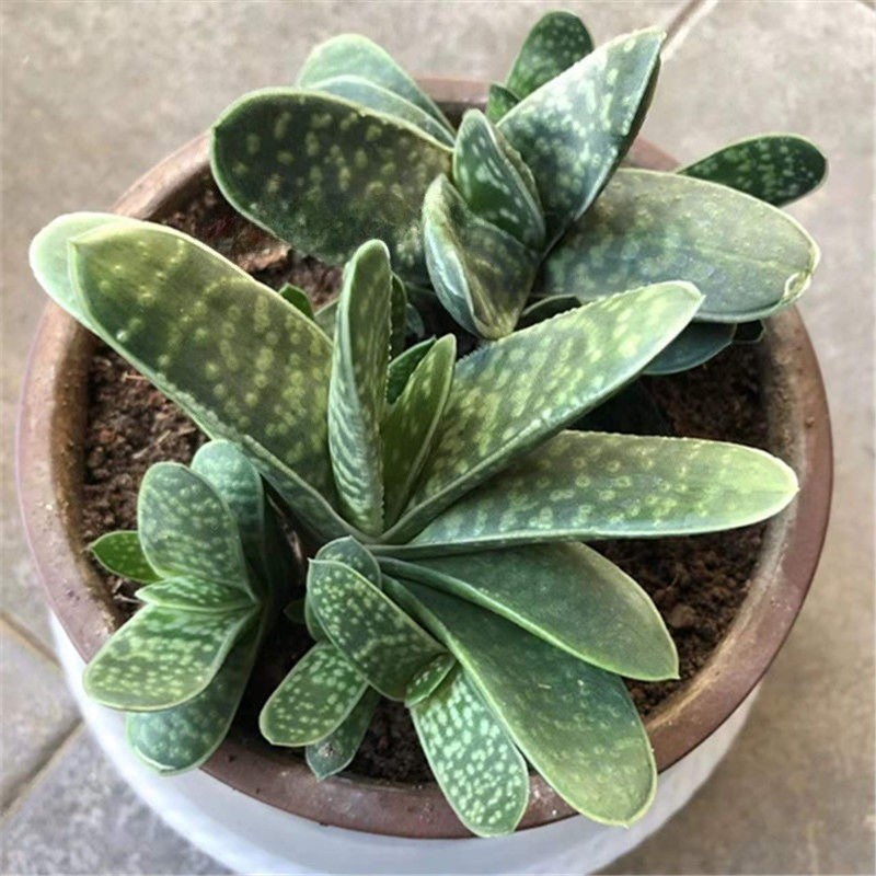 Gasteria Gracilis Gasteria Glomerata Succulent Cactus Plant