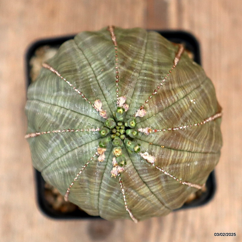 D2716 EUPHORBIA OBESA ARROW OLD pot10-H16-W8 cm MaMa Cactus
