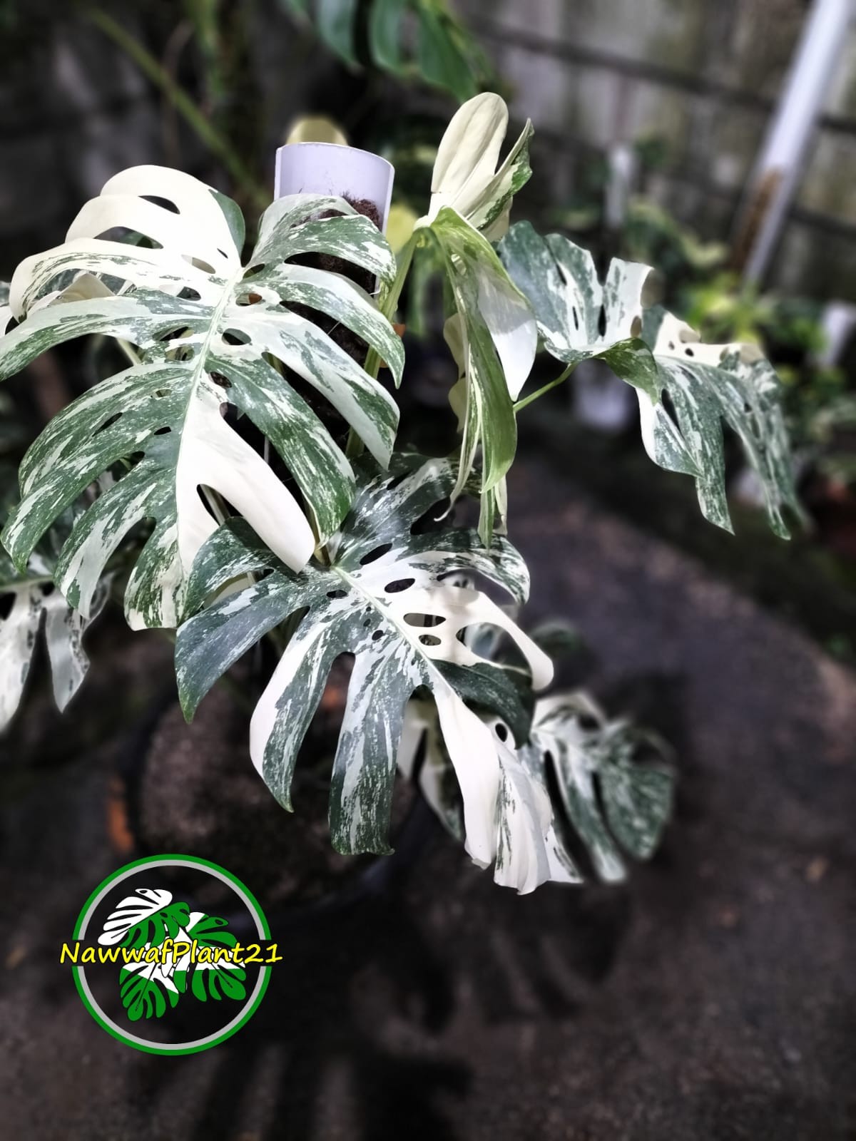 New Monstera Albo White Tiger Variegated Size Large Real Picture