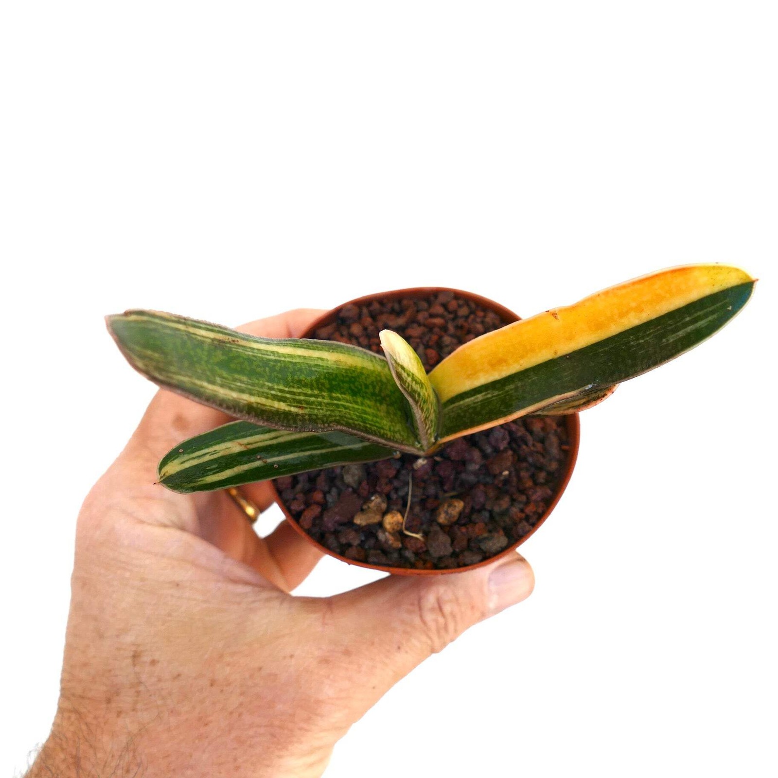 Gasteria carinata cv. ‘Rainbow’ YELLOW VARIEGATE – Bredasdorp gasteria | Beaked