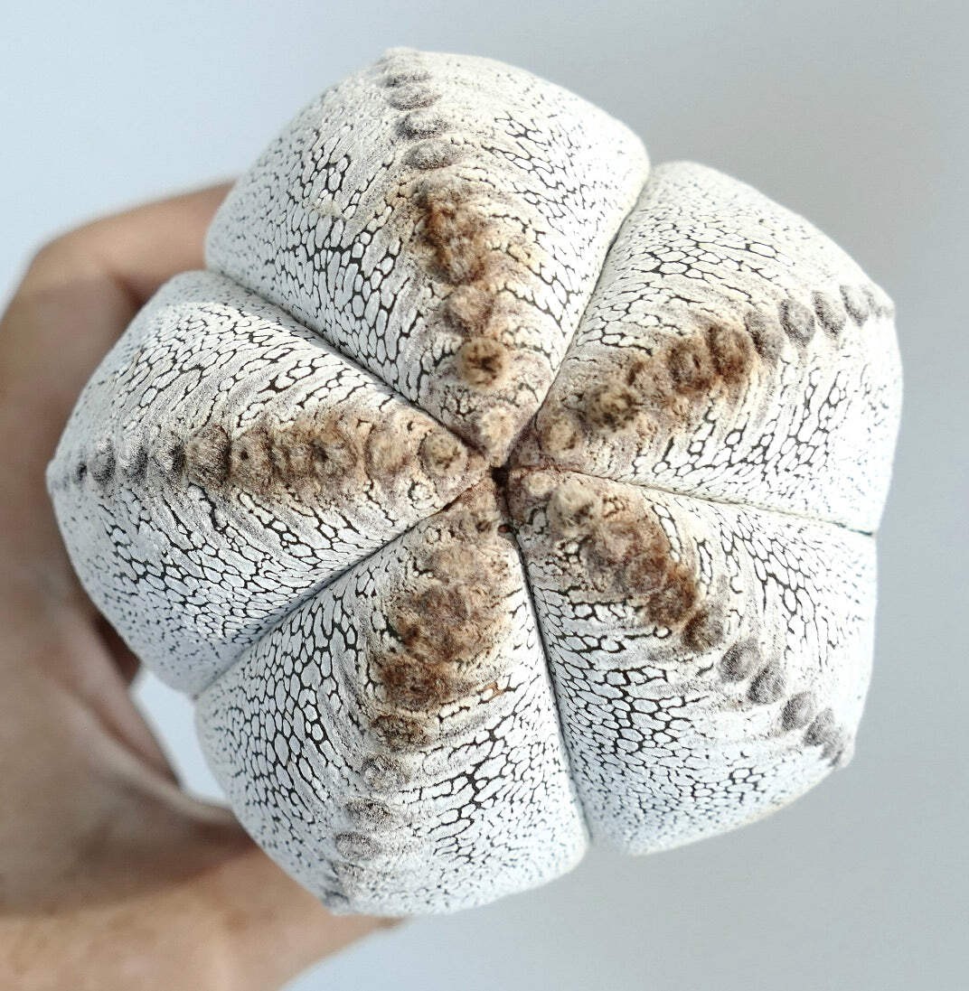 Astrophytum cv ONZUKA TIGER 66c – Bishop’s cap | Star cactus