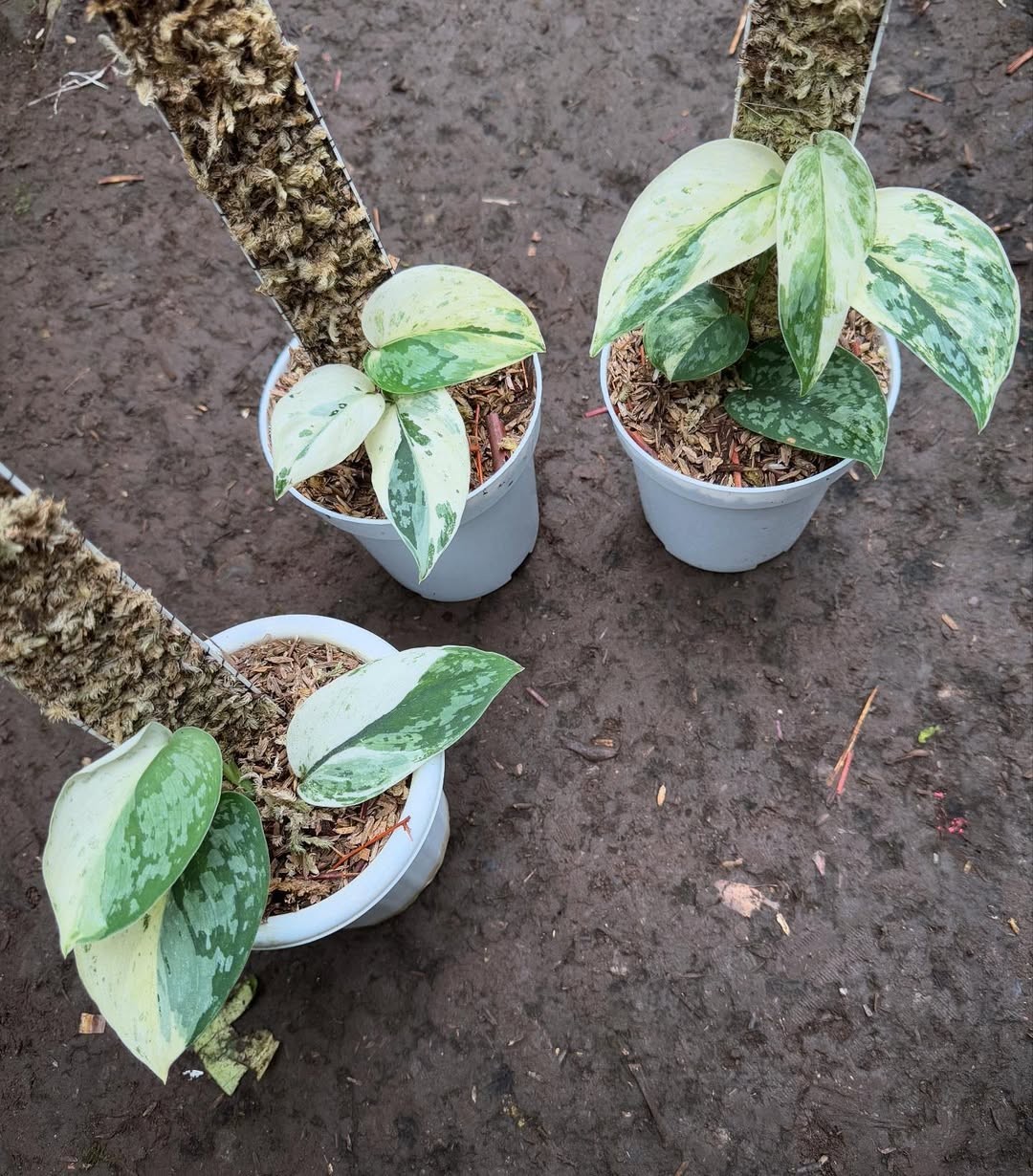 Real Picture Scindapsus White Diamond Variegated Rare Plant