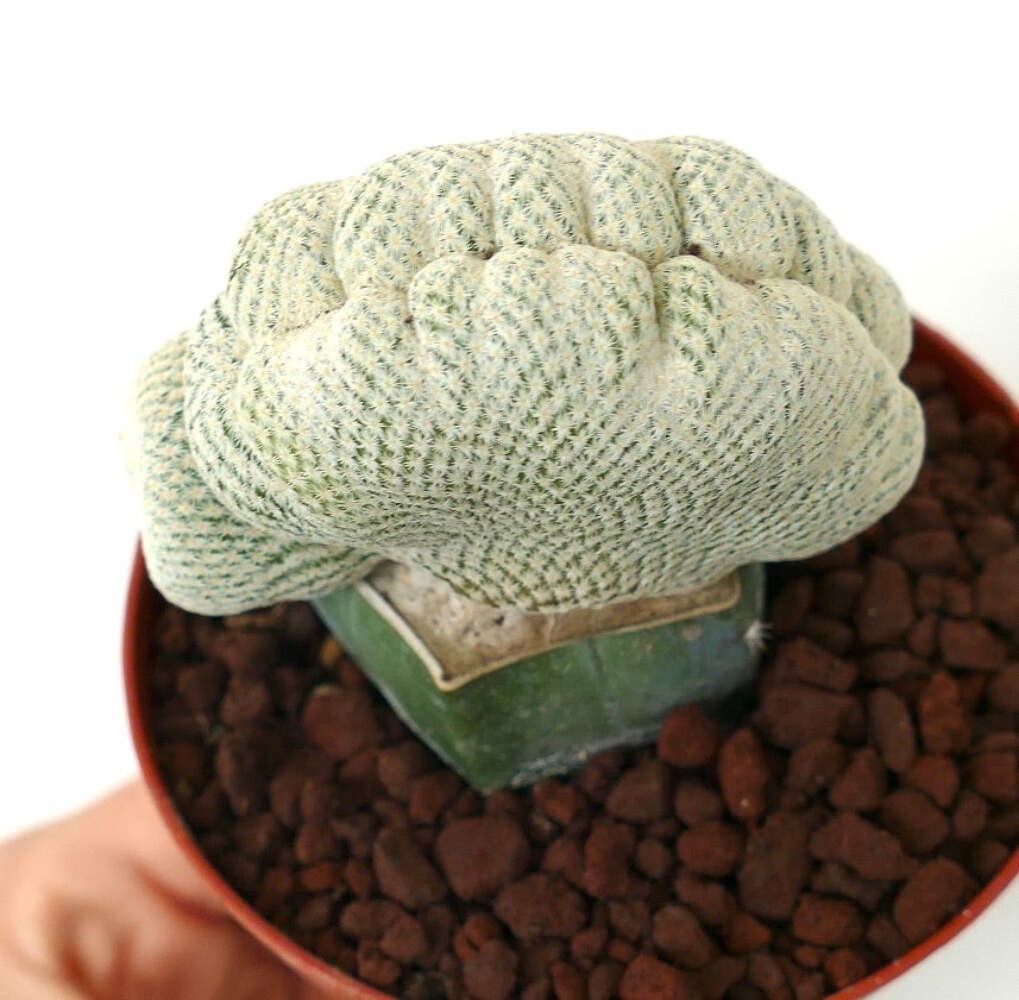 Epithelantha micromeris WITH LATERAL NORMAL BRANCHES – Button cactus | Ping-pong