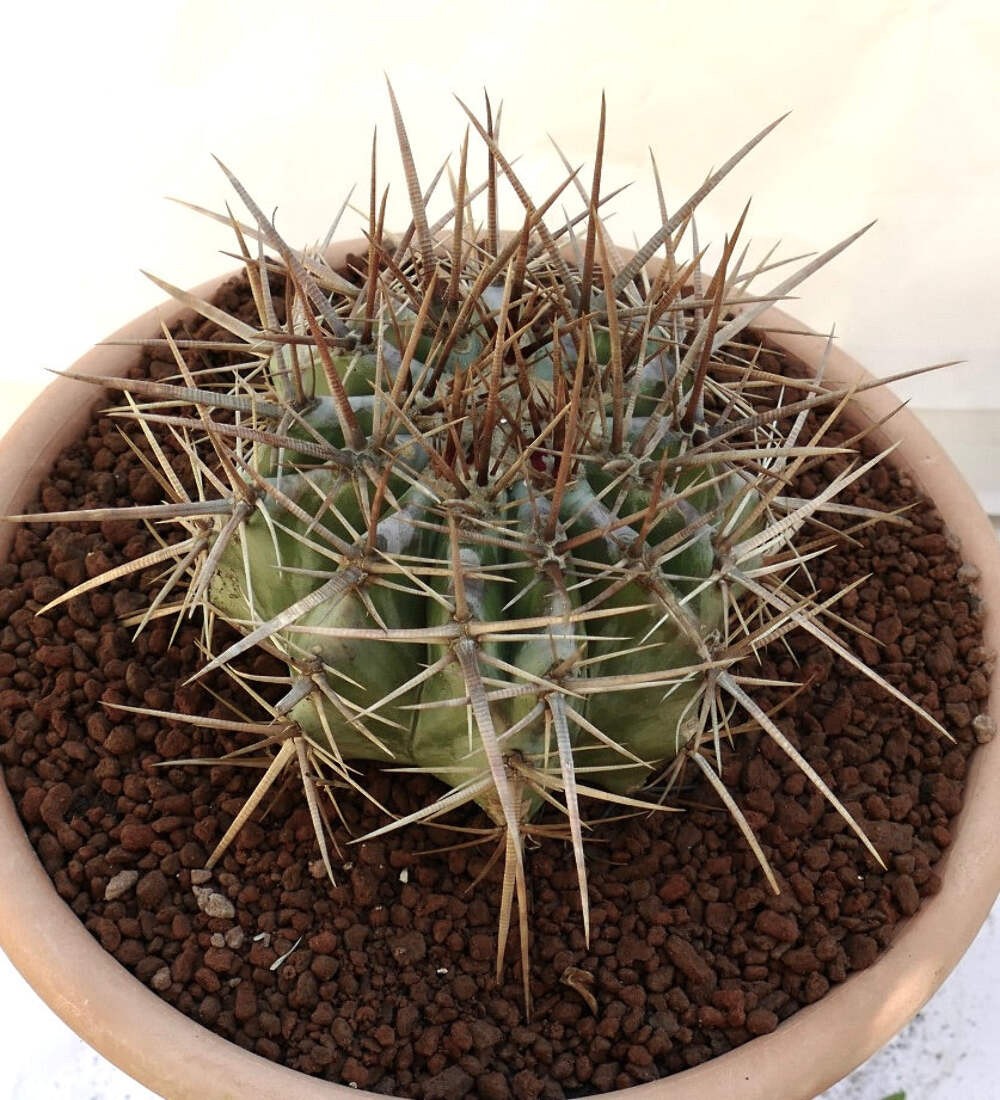 Echinocactus ingens 18cm diameter STRONG SPINES – Mexican giant cactus | Giant b