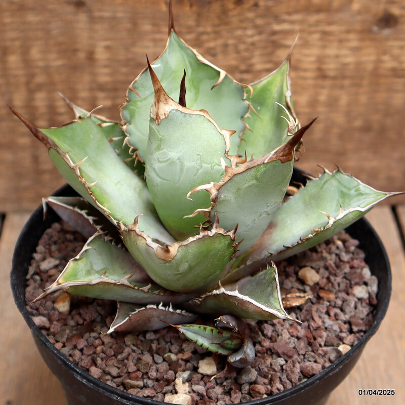 D116 AGAVE TITANOTA WHITE ICE pot14-H11-W12 cm MaMa Cactus