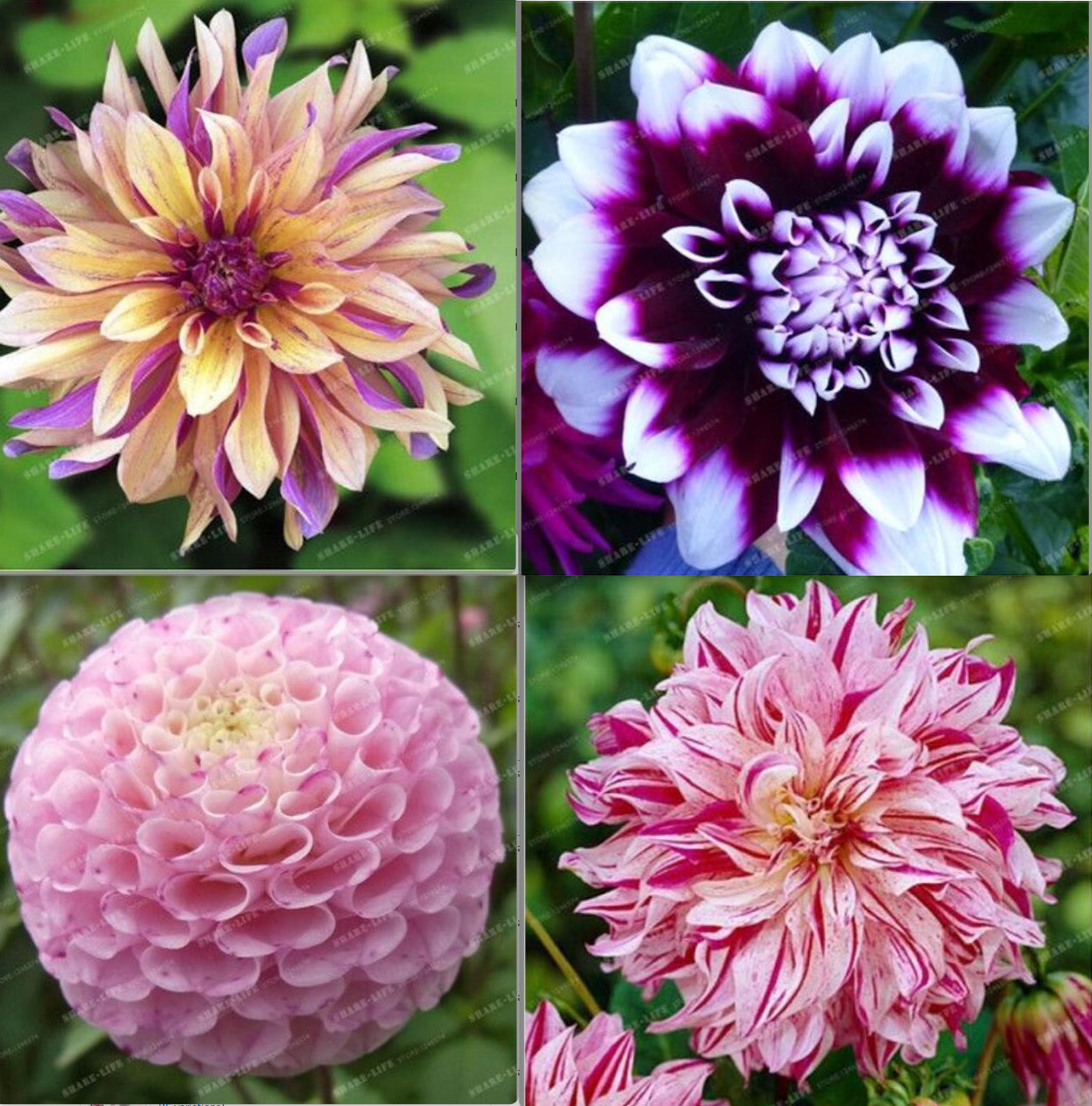 (10) DAHLIA SEEDS rare exotic flower bloom garden plant USA SELLER W/TRACK