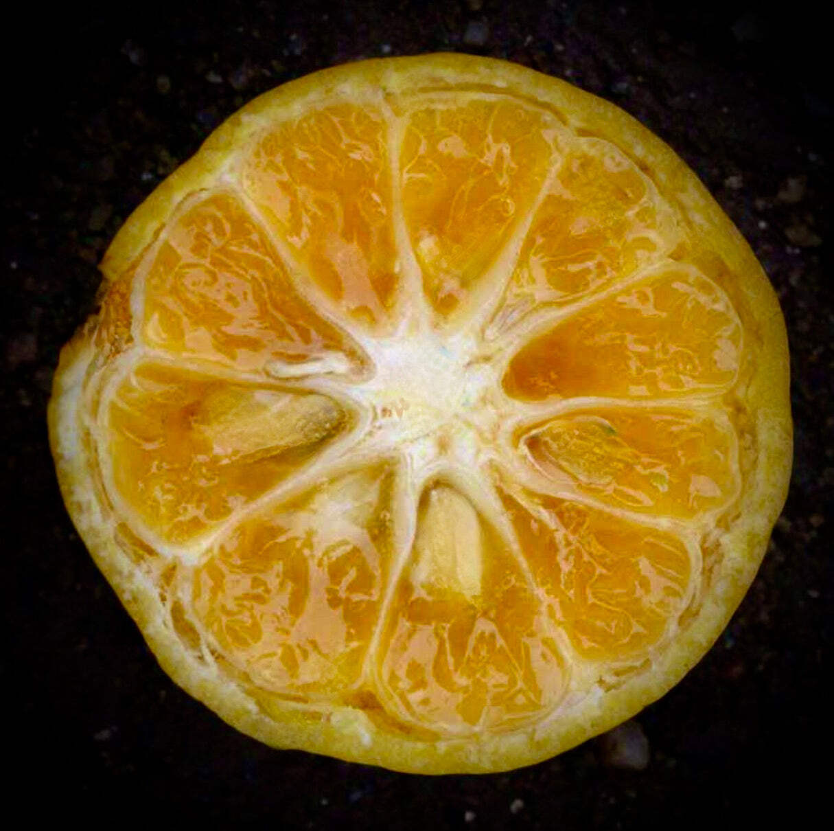 Citrus × tachibana – Tachibana orange | Tachibana citrus