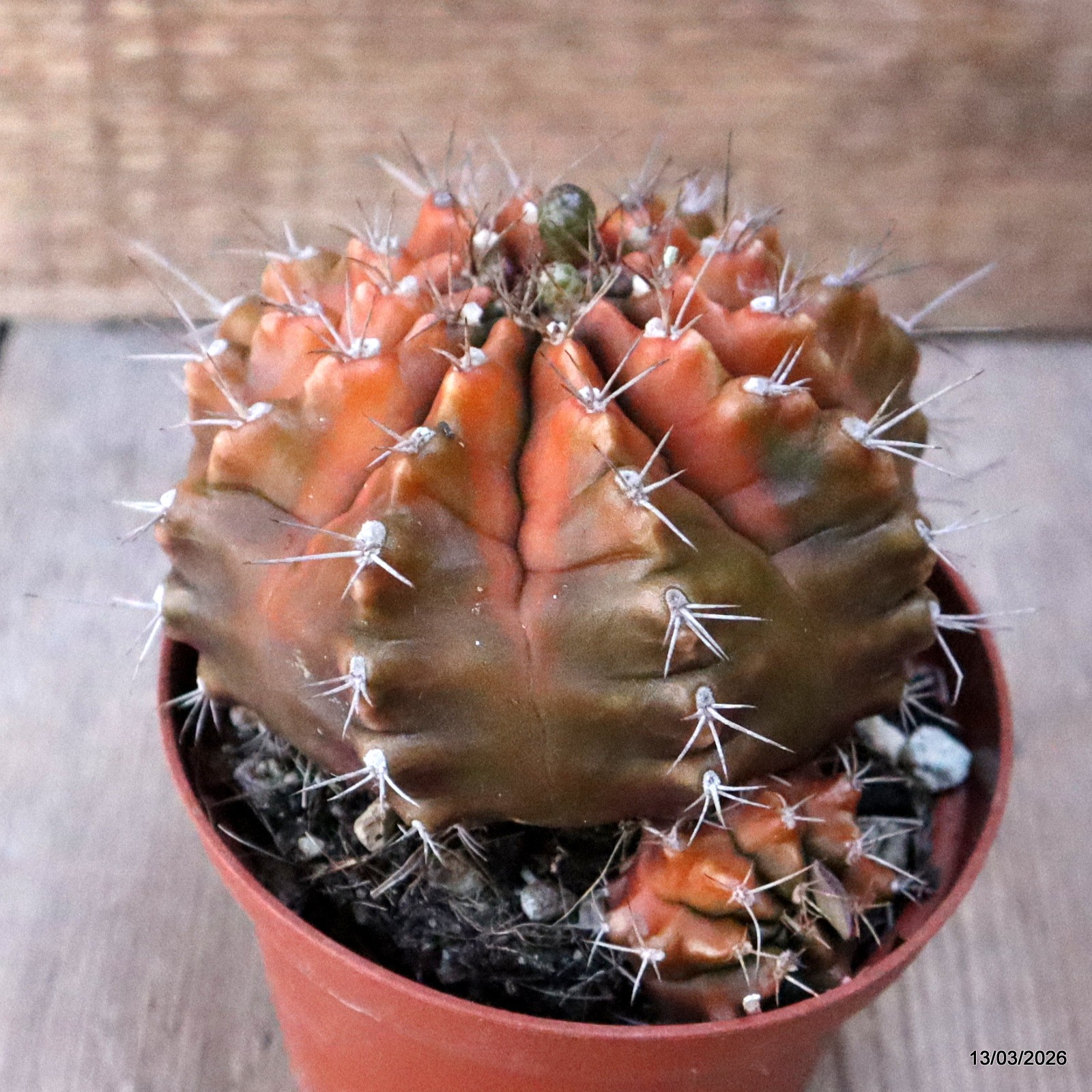 D8002 GYMNOCALYCIUM MIHANOVICHII VARIEGATED pot10-H7,5-W10,5 cm MaMa Cactus