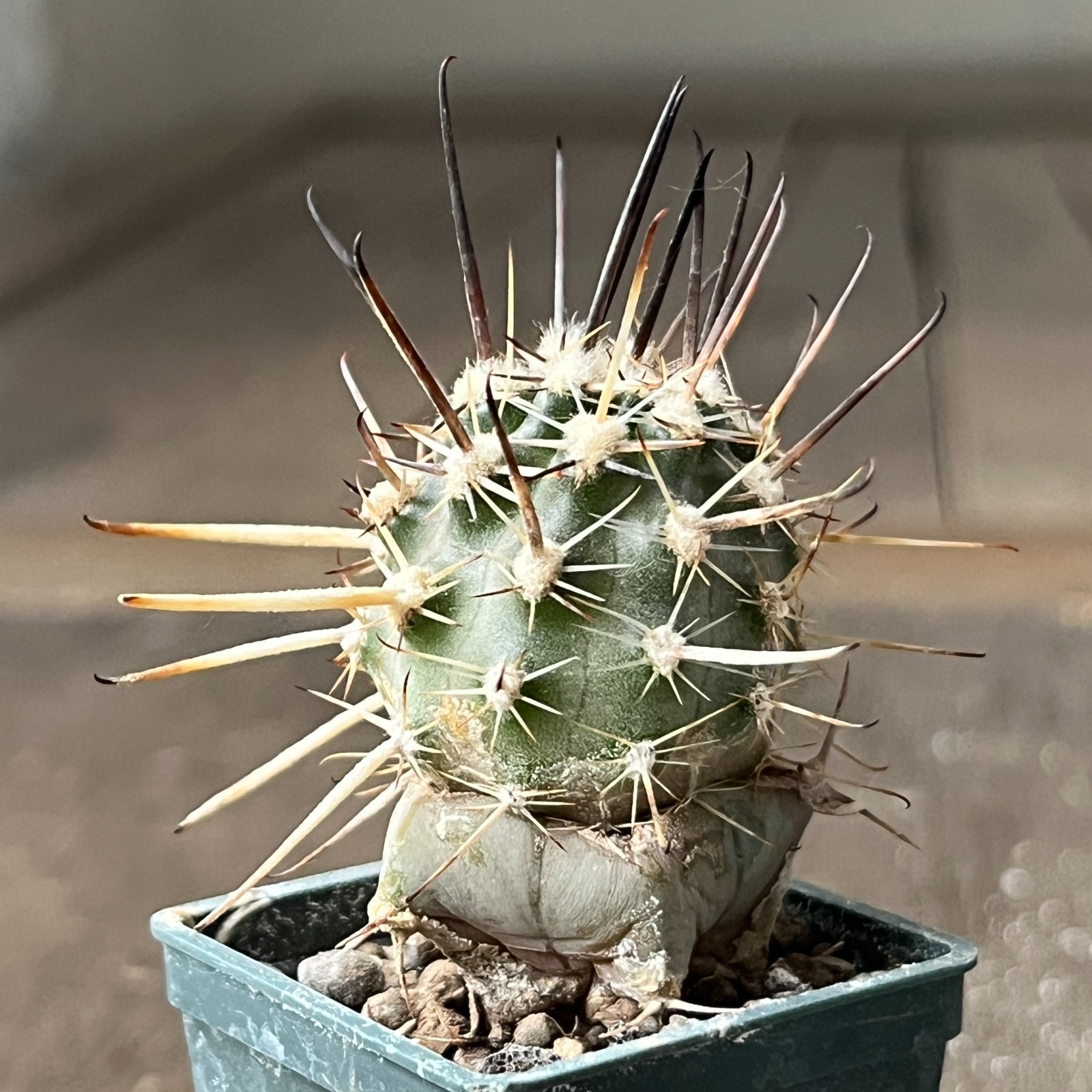 A26-1473 Austrocactus JN 401, 4 pieces, grafted