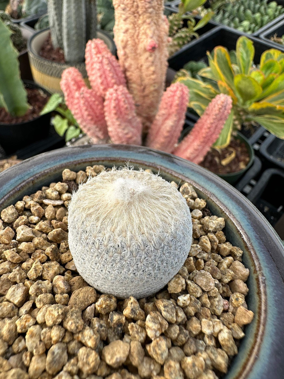 Rare Cactus – Epithelantha Bokei