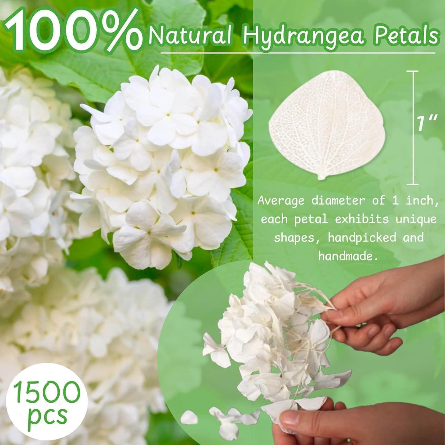1500Pcs Real Dried Ivory White Hydrangea Flower Petals – Natural smal Petals …