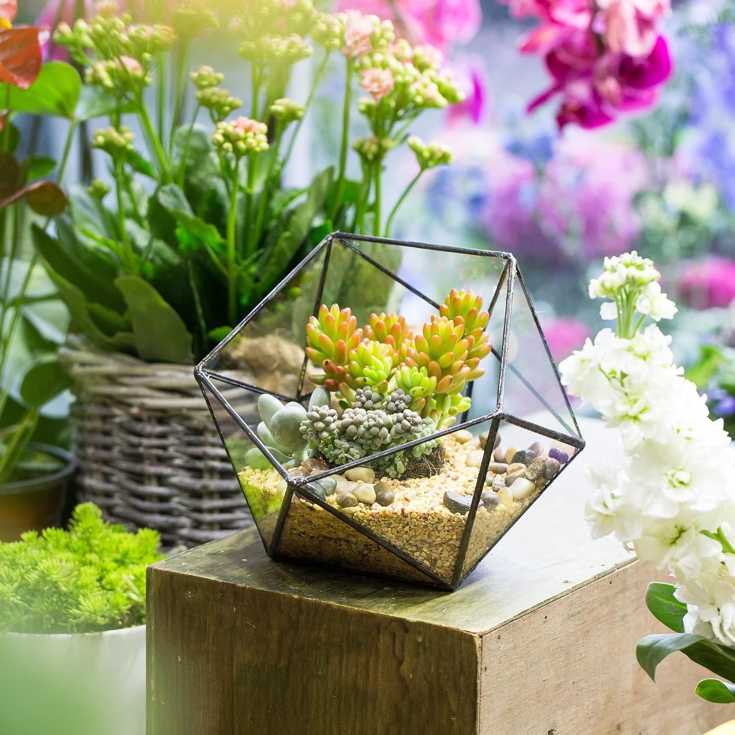 Opened Geometric Glass Terrarium, 6.69″ Bowl Shape Planter For Succulent Plant